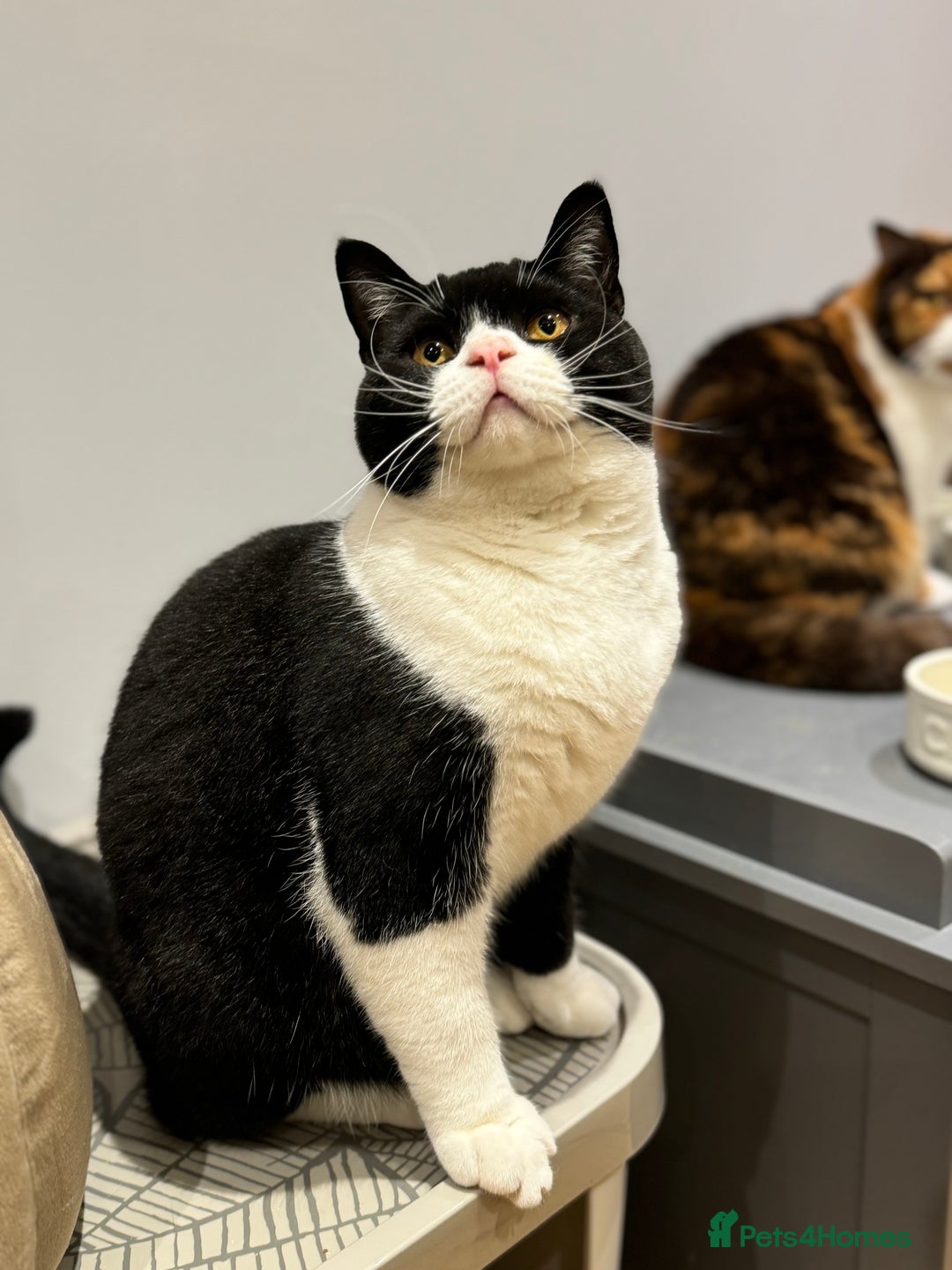 British Shorthair cats for sale: Pedigree British Shorthair colourpoint boy - Advert 6