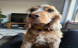 Cocker Spaniel dogs for sale: Cocker Spaniel Pups, KC, Health Tested, Champ Line - Image 28