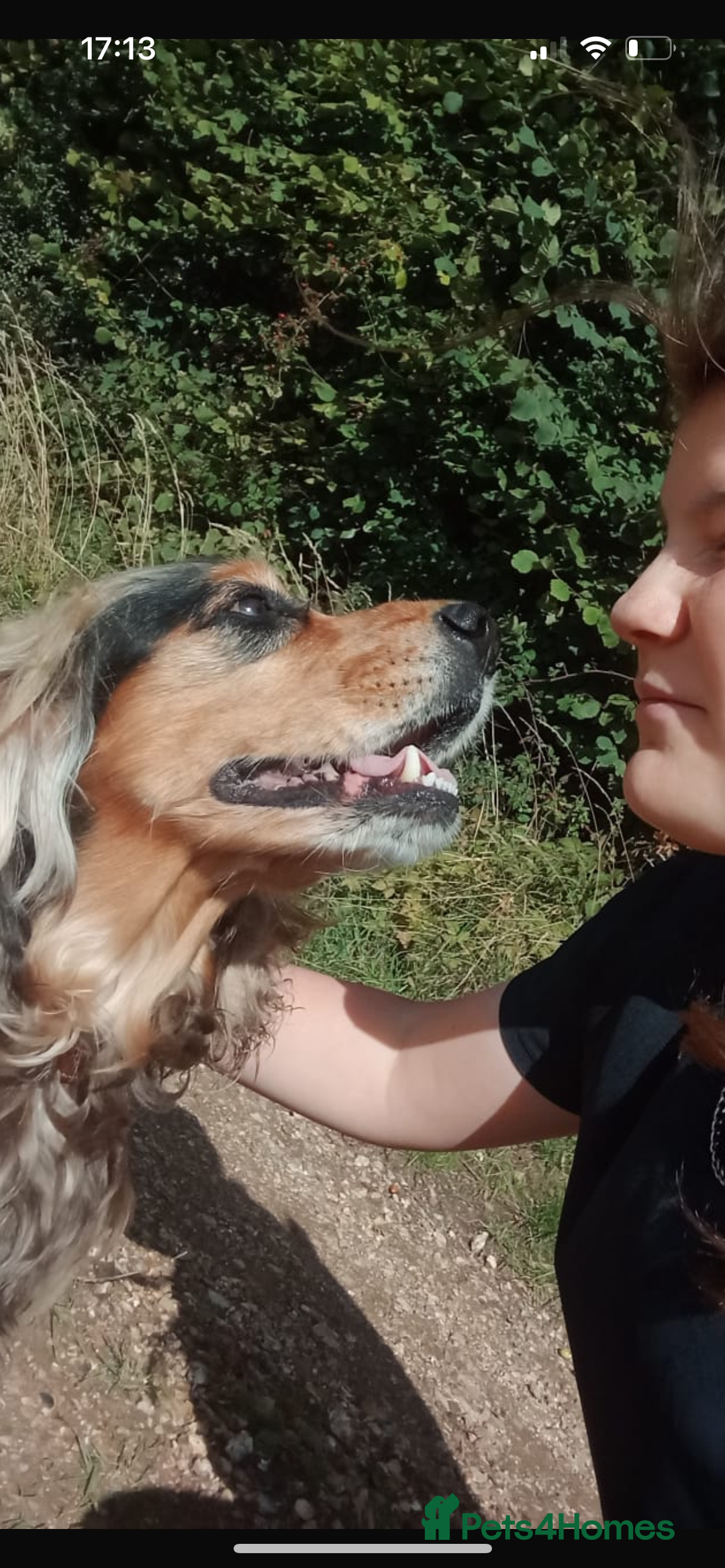 Cocker Spaniel dogs for sale: Beautiful Charlie - Image 5