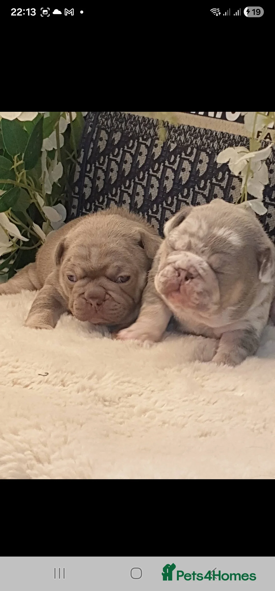 French Bulldog dogs for sale: 💥👀 NEW SHADE ISABELLA, MERLE TRI LILAC   - Advert 11