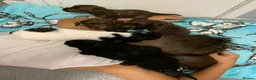 English Springer Spaniel dogs for sale:  Springer spaniel pups looking for forever homes in March - Advert 10