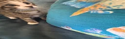 Mixed Breed cats for sale: 4 amazing coloured kittens - Advert 7