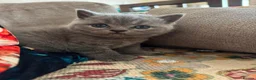 British Shorthair cats for sale: British Shorthair Kittens  - Advert 6