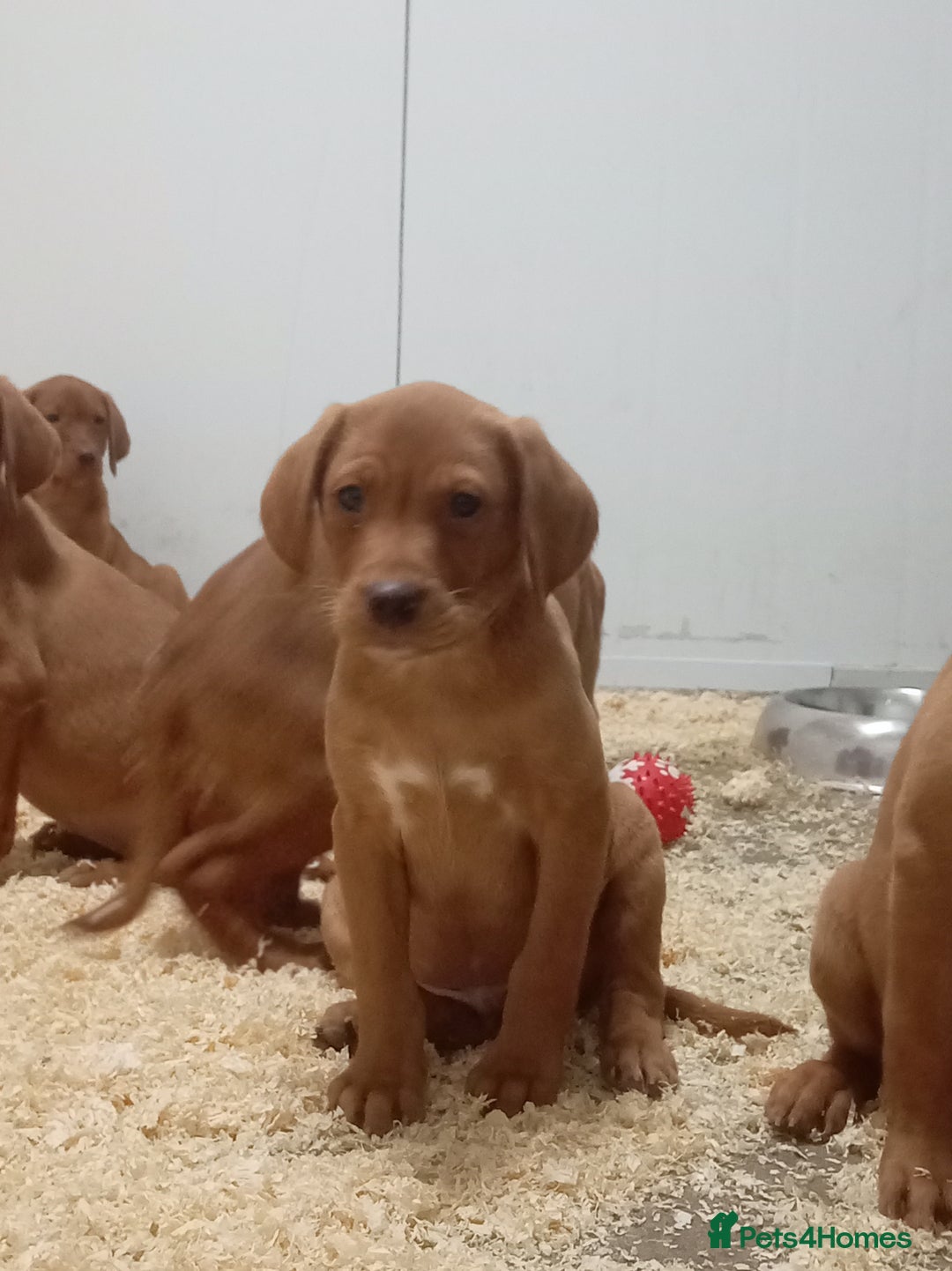 Labrador Retriever dogs for sale: Kc reg fox red working Labradors  - Image 8