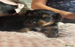 Yorkshire Terrier dogs for sale: Miniature Yorkshire Terrier Puppies  - Image 19