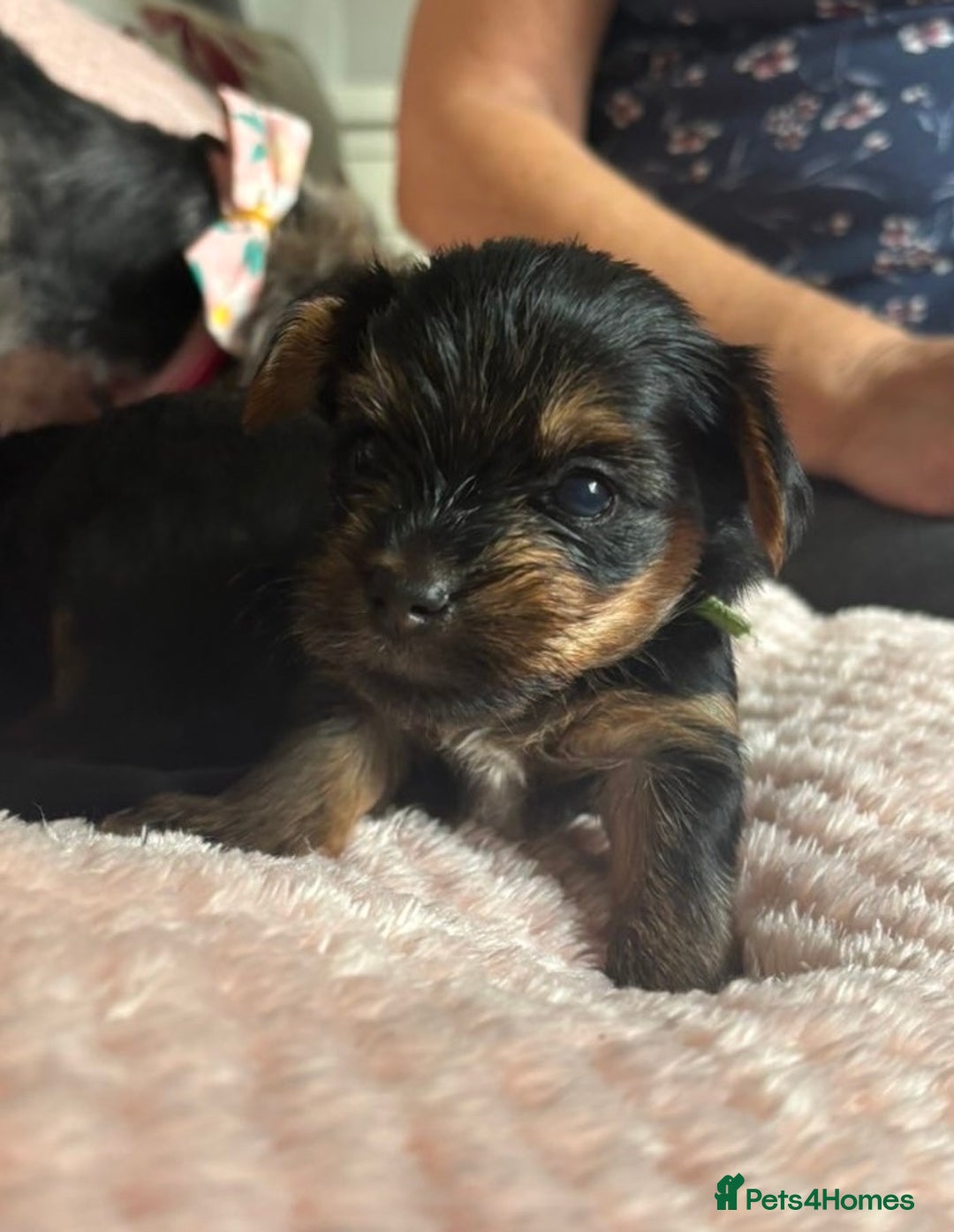 Yorkshire Terrier dogs for sale: Miniature Yorkshire Terrier Puppies  - Image 19