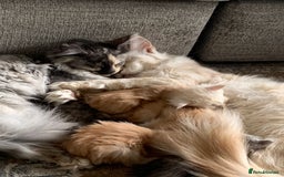 Maine Coon cats for sale: Beautiful rare colour pedigree Maine Coon kittens - Image 11