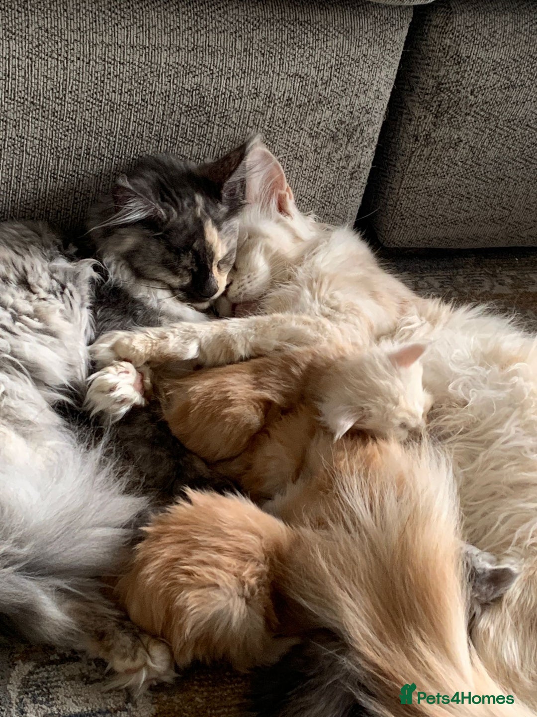 Maine Coon cats for sale: Beautiful rare colour pedigree Maine Coon kittens - Image 11