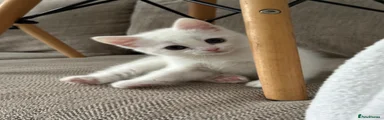 Turkish Angora 1