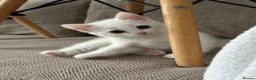 Turkish Angora cats for sale: 🤍 Two White Kittens – Playful & Litter Trained - Advert 9