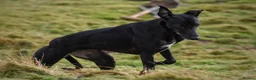 Lurcher dogs for sale: Collie whippet lab grey  - Advert 5