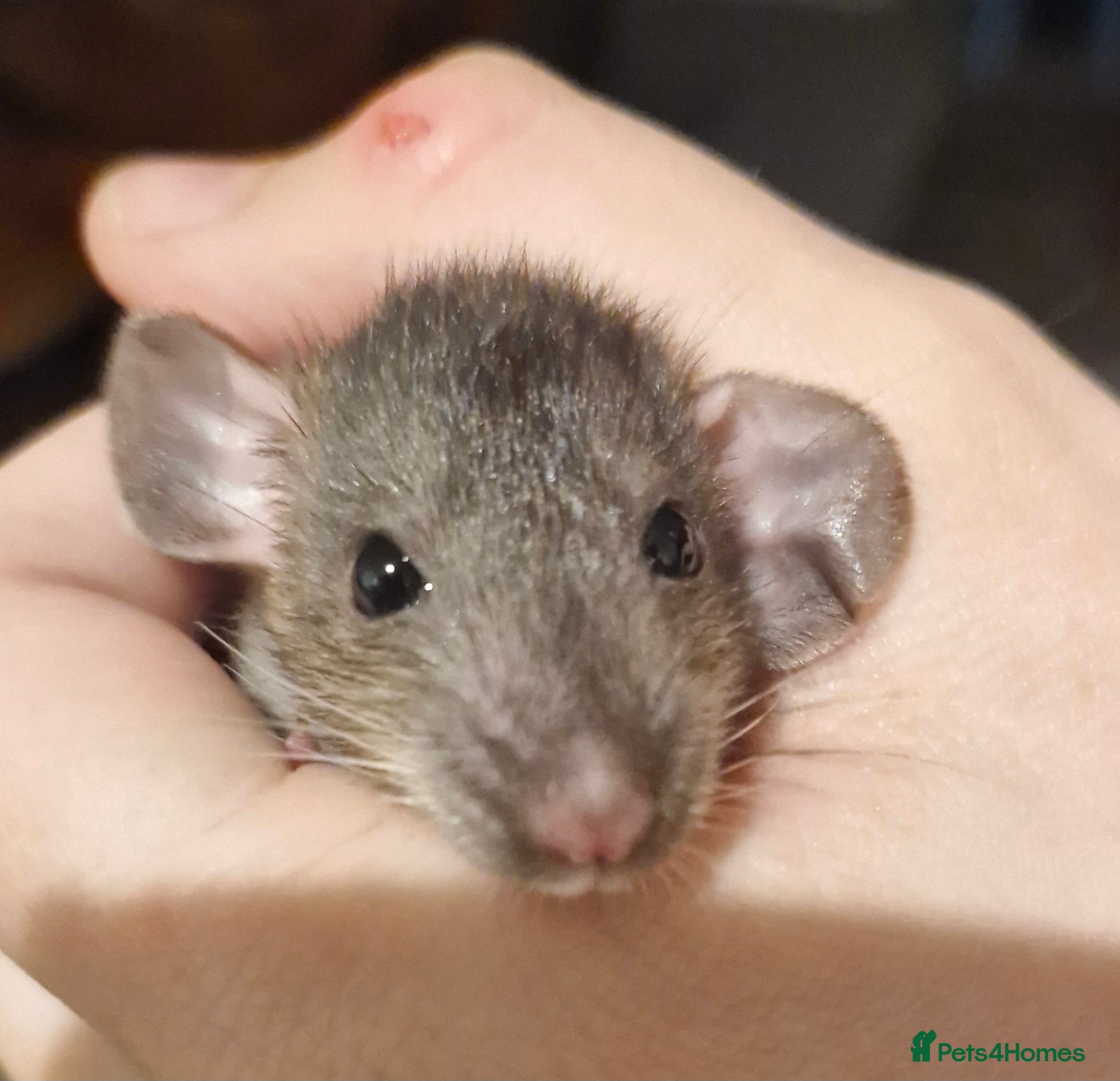 Rat rodents Baby rats, boys and girls. - Advert 7