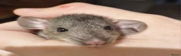 Rat rodents for sale: Baby rats, boys and girls. - Advert 1