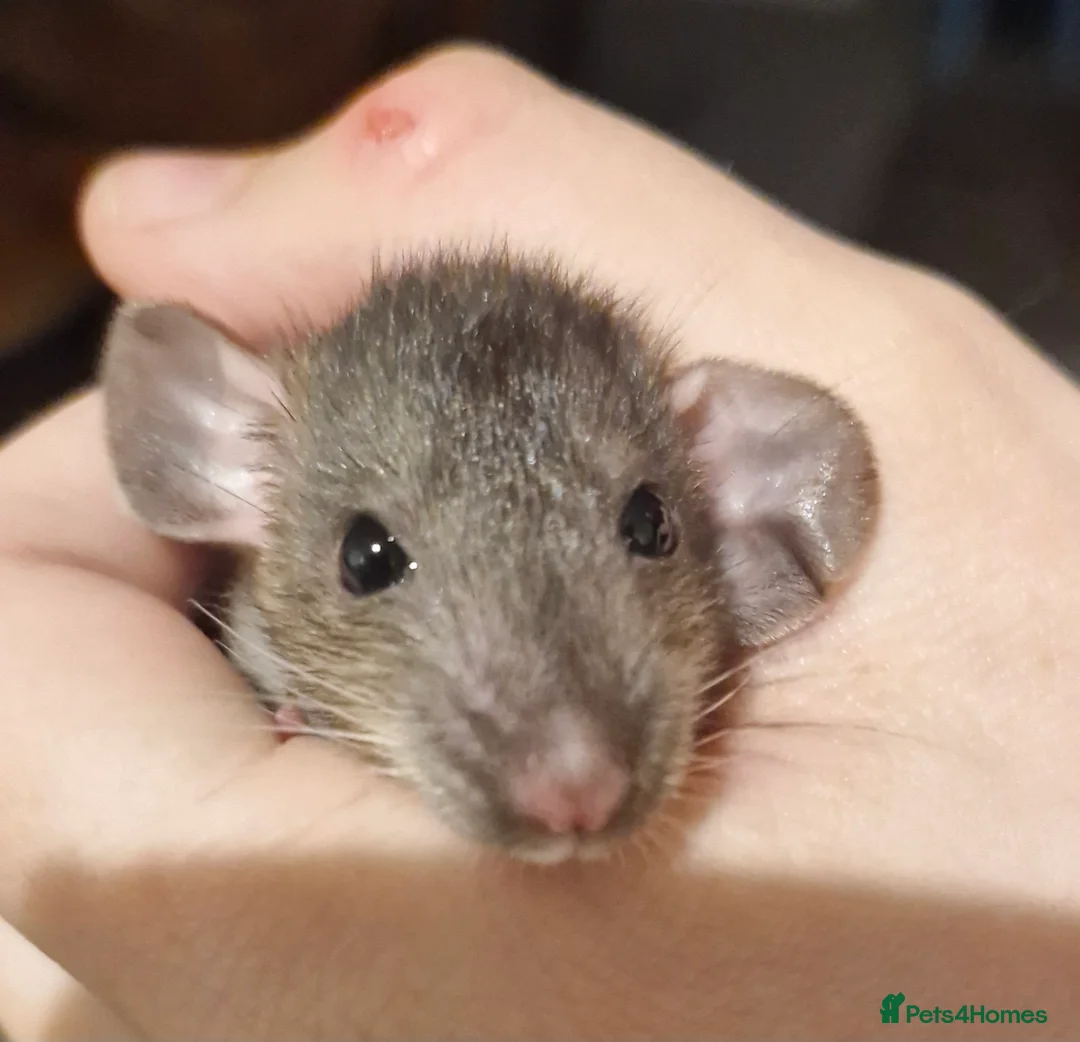 Rat rodents for sale: Baby rats, boys and girls. - Advert 1