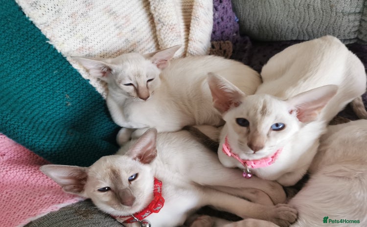 Siamese cats - Advert 2