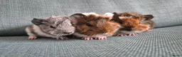 Guinea Pig rodents for sale: Baby guinea pigs - Advert 2