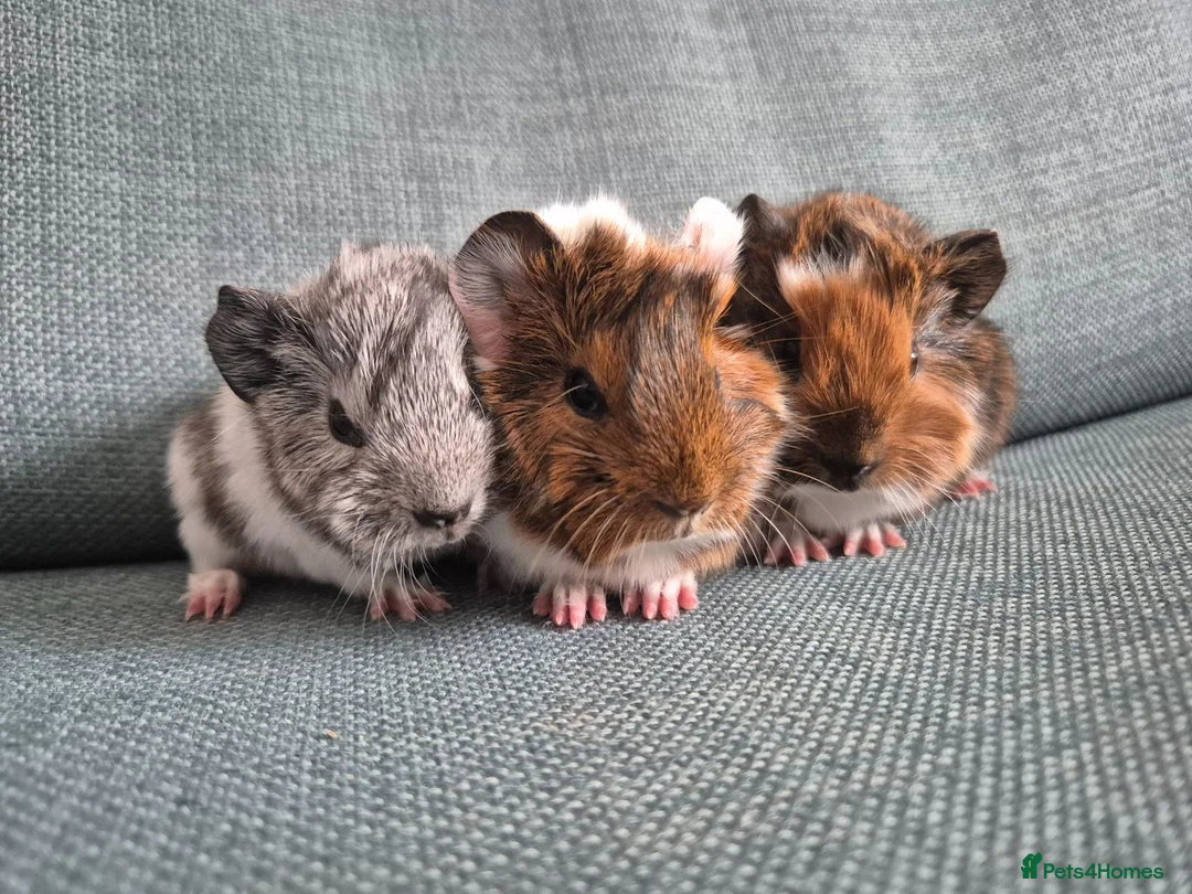 Guinea Pig rodents for sale: Baby guinea pigs - Advert 2