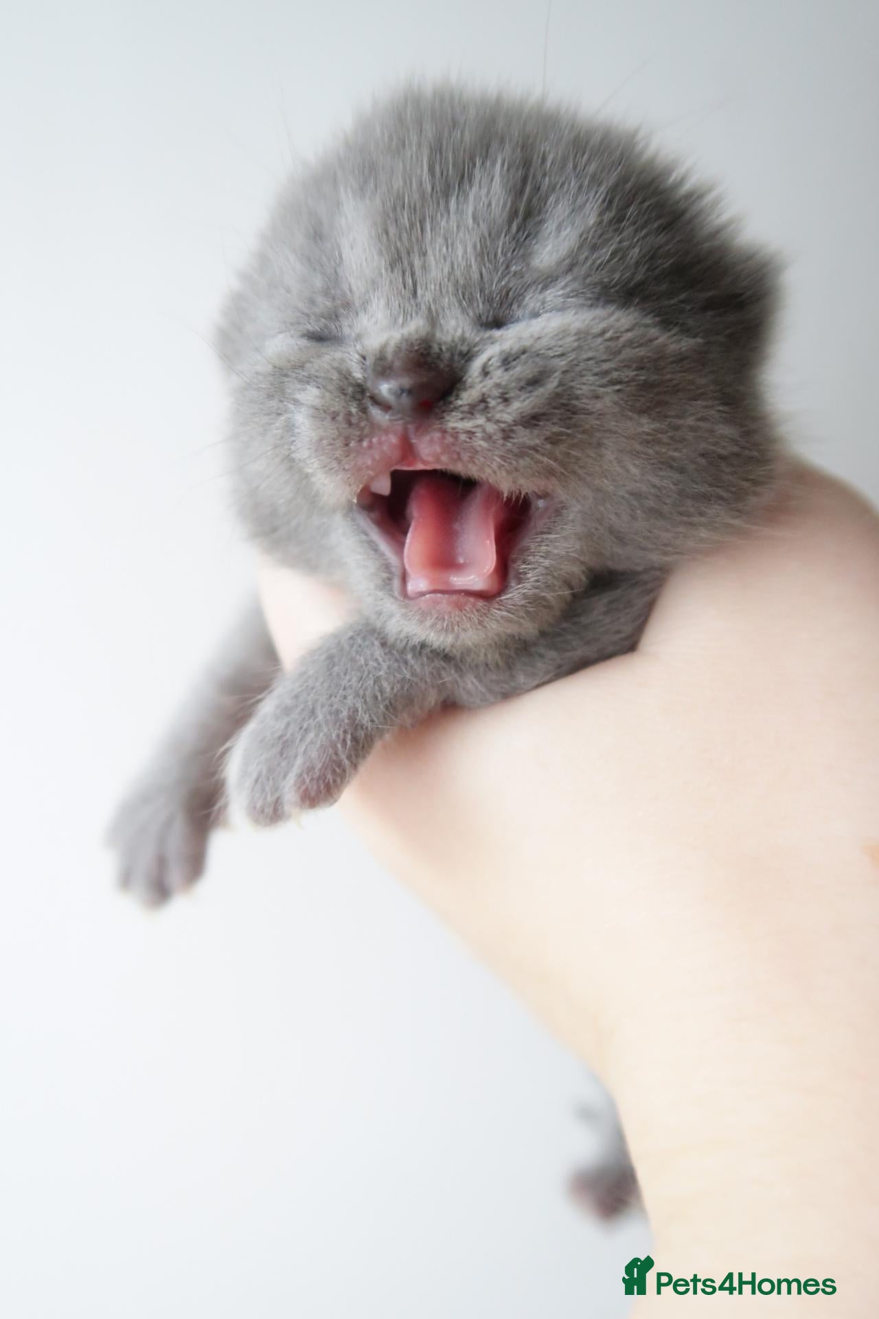 British Shorthair cats for sale: Lovely little girl 💖  - Advert 15