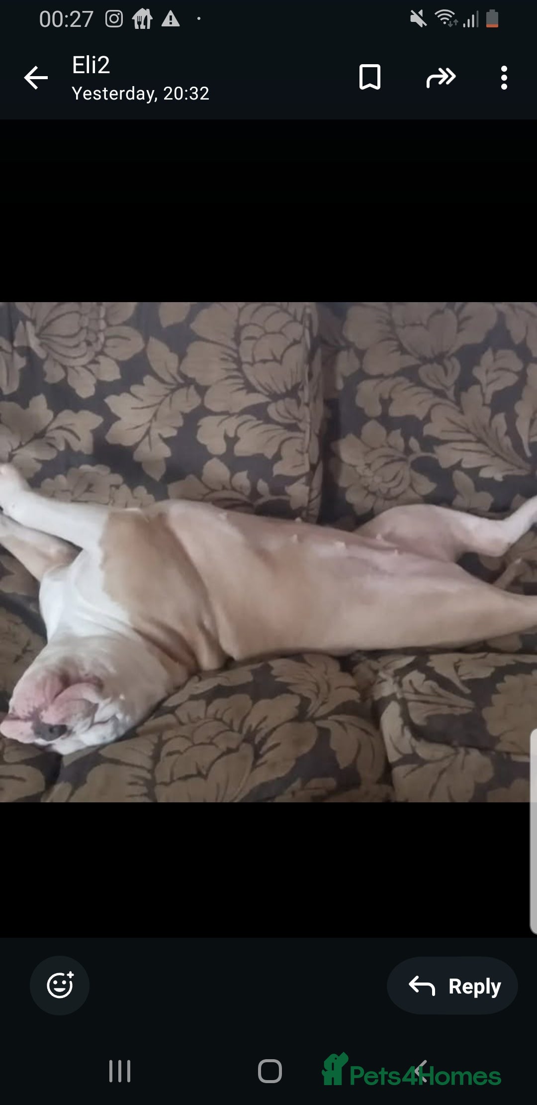 Olde English Bulldogge dogs for sale: Olde English bulldogge  - Image 6