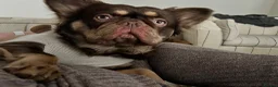 French Bulldog dogs for sale: Male Fluffy French Bulldog - Advert 1