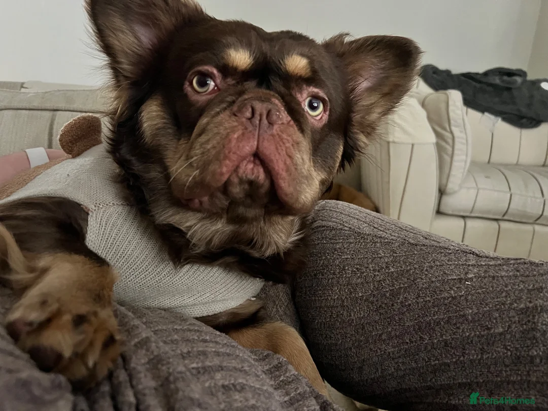French Bulldog dogs for sale: Male Fluffy French Bulldog - Advert 1