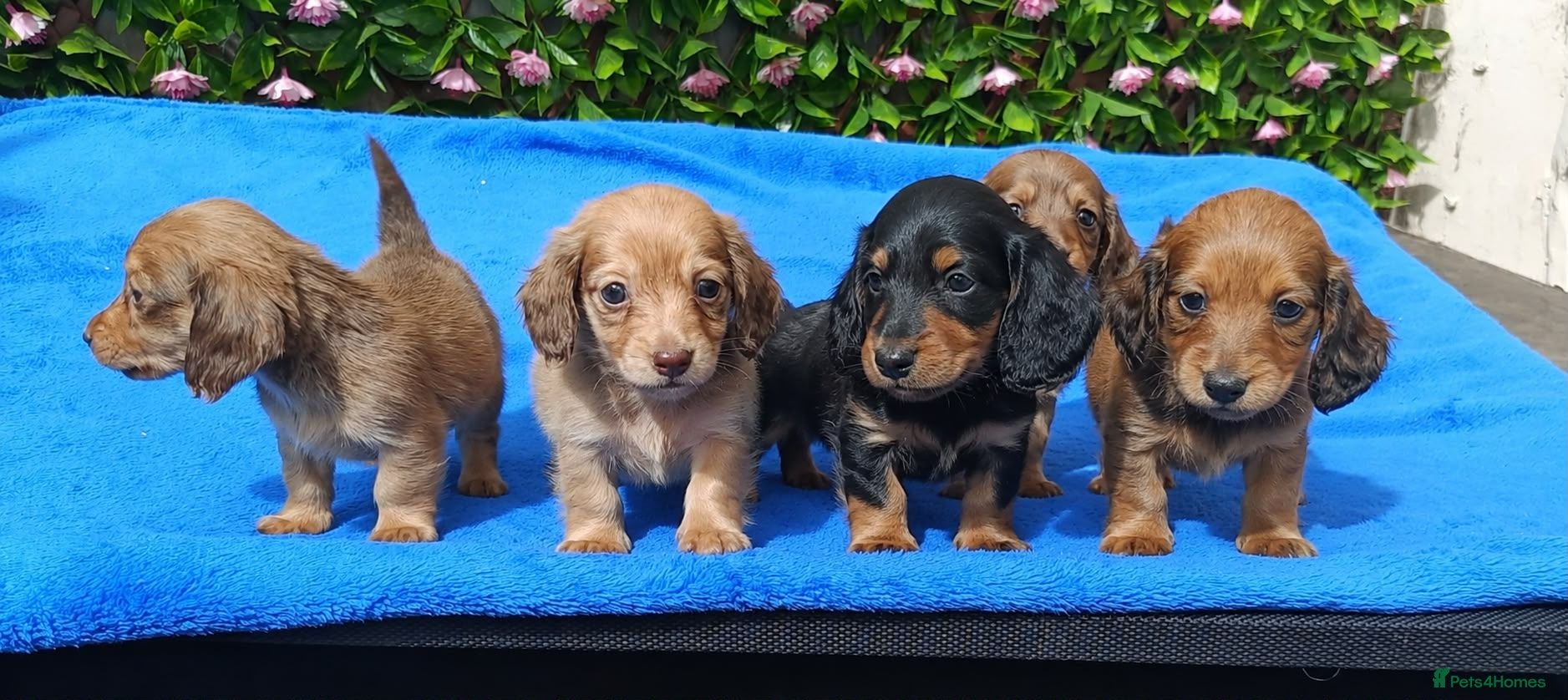 Miniature Dachshund dogs STUNNING MINI LONG HAIR KC REG PRA CLEAR - Advert 1