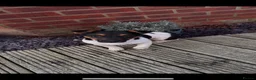Jack Russell dogs for sale: Miniature Jack Russells  in Southampton - Advert 1