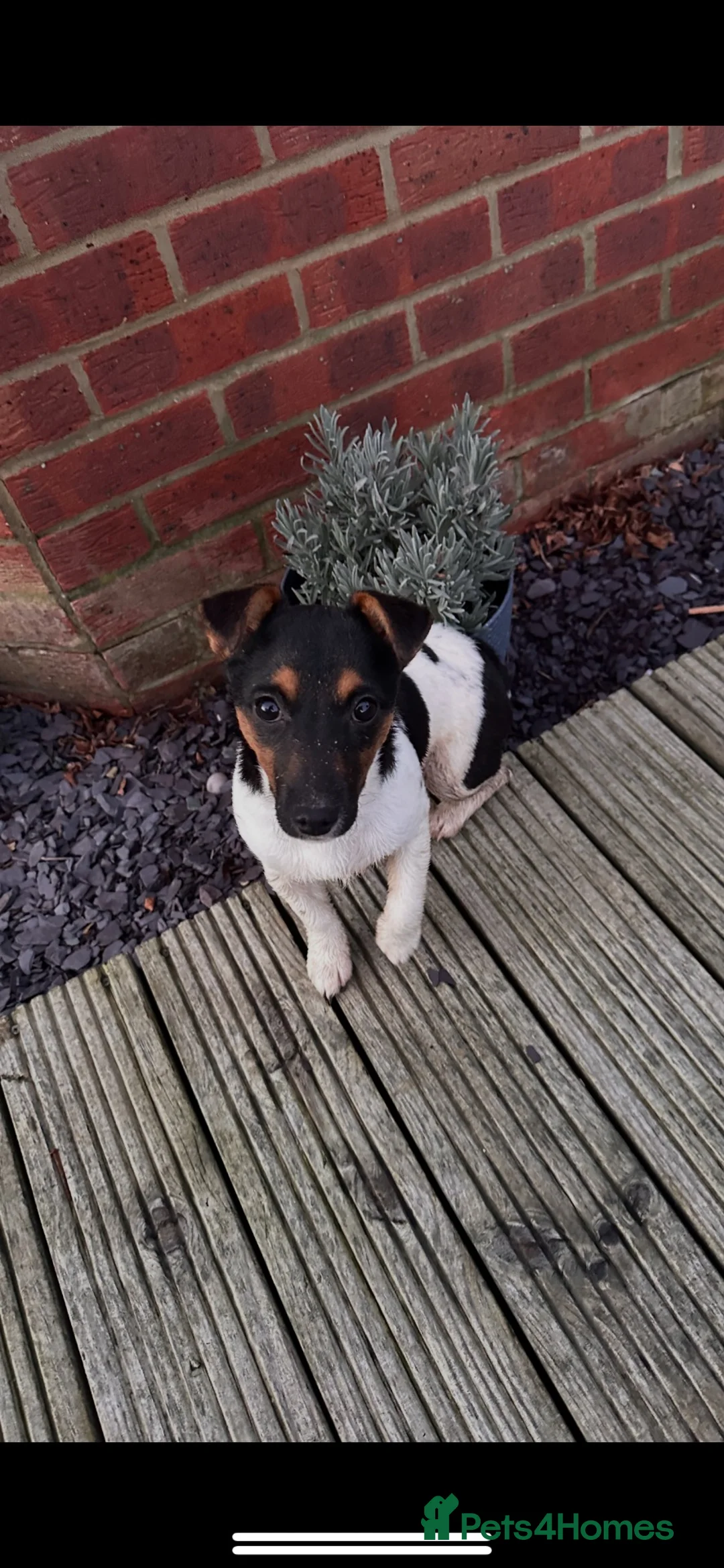 Jack Russell dogs for sale: Miniature Jack Russells  in Southampton - Advert 1