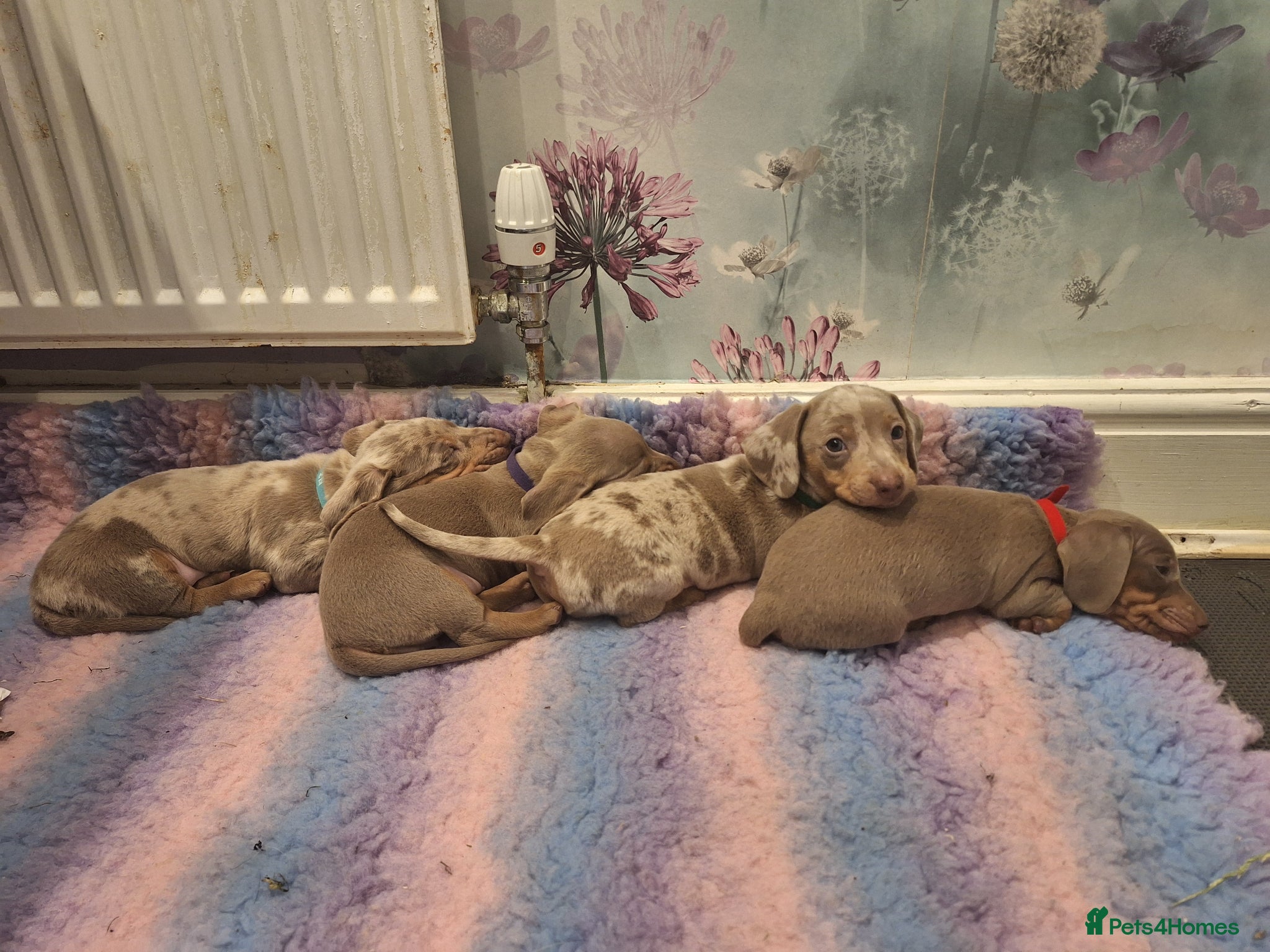 Miniature Dachshund dogs for sale: Lively full of character puppies in Huddersfield - Advert 2