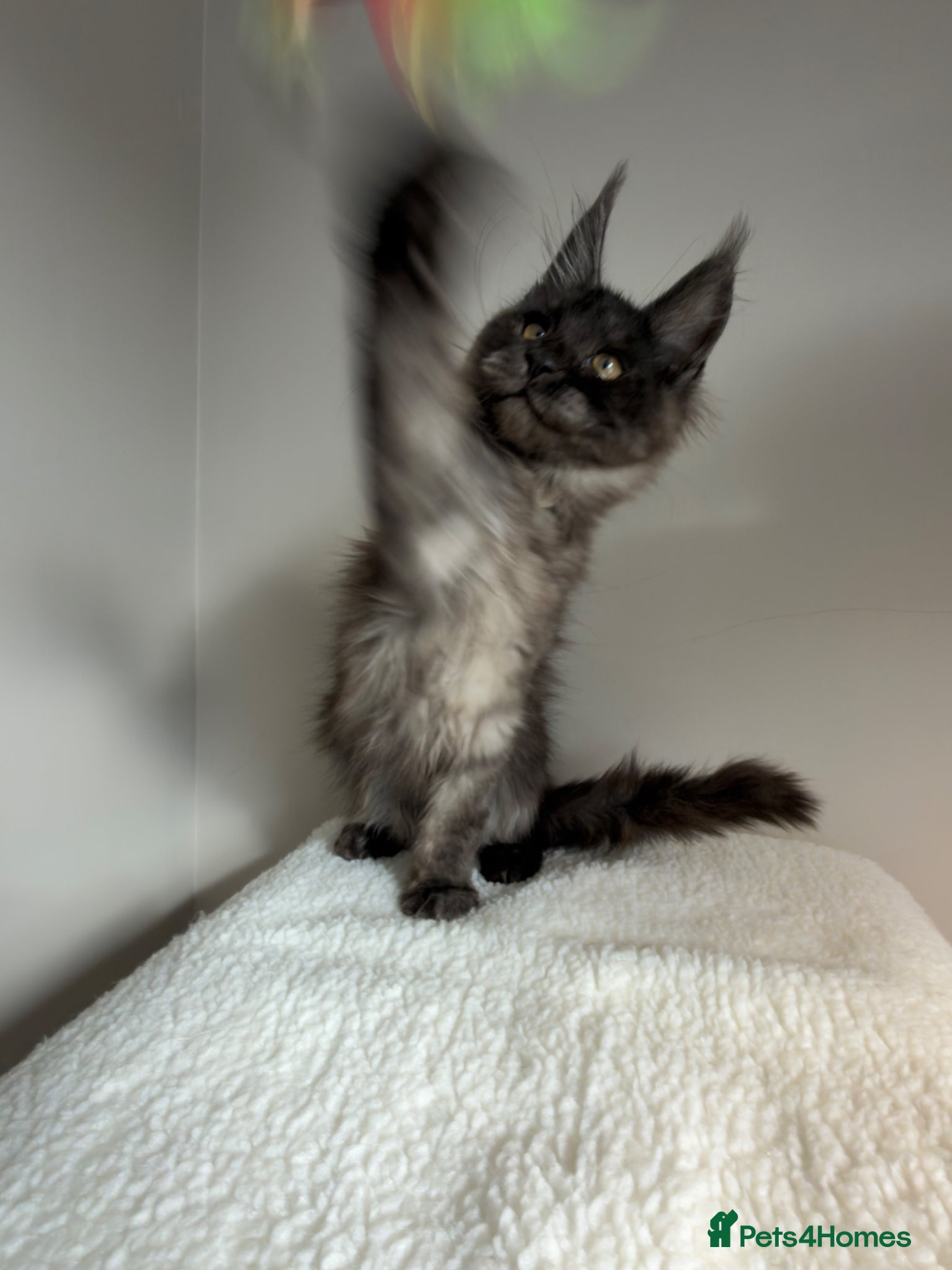 Maine Coon cats ⭐️ LAST MALE!! TICA Maine Coons ⭐️ - Russian Lines - Advert 1