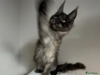 Maine Coon cats ⭐️ LAST MALE!! TICA Maine Coons ⭐️ - Russian Lines - Advert 1