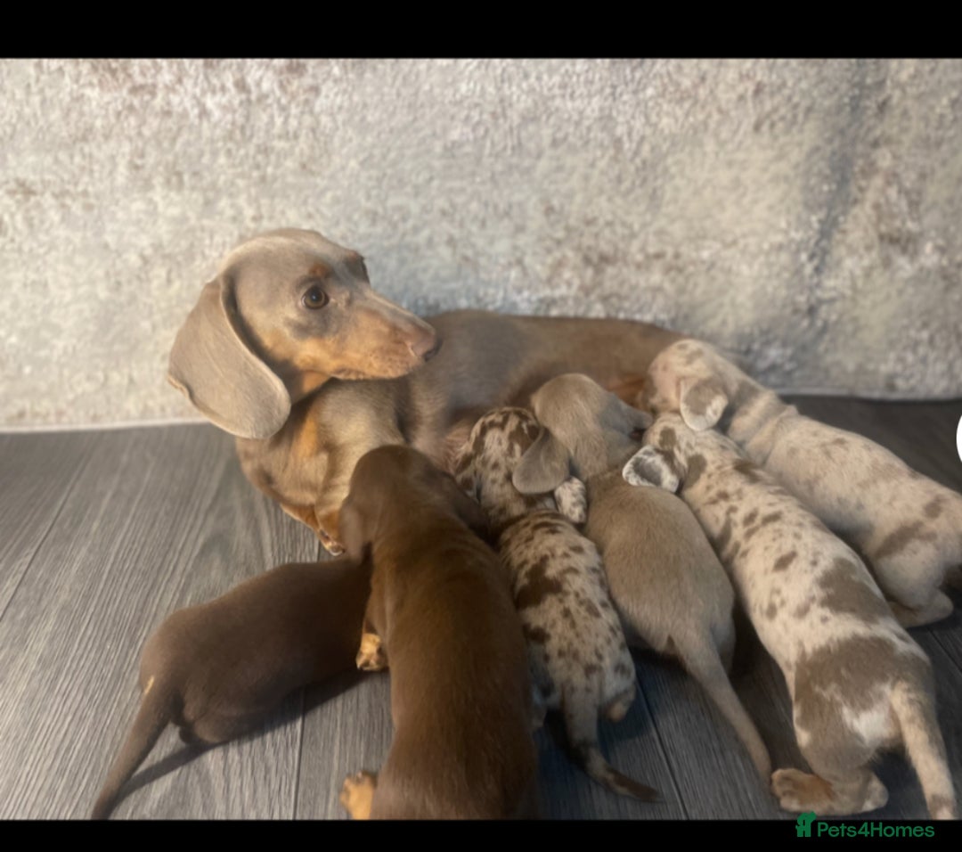 Miniature Dachshund dogs for sale: KCRegistered Miniature SmoothHaired Dachshund Boys - Image 13