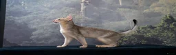 Abyssinian cats for sale: Super Cuddling Boy Champion Line 🏆 Silver Black - Advert 6