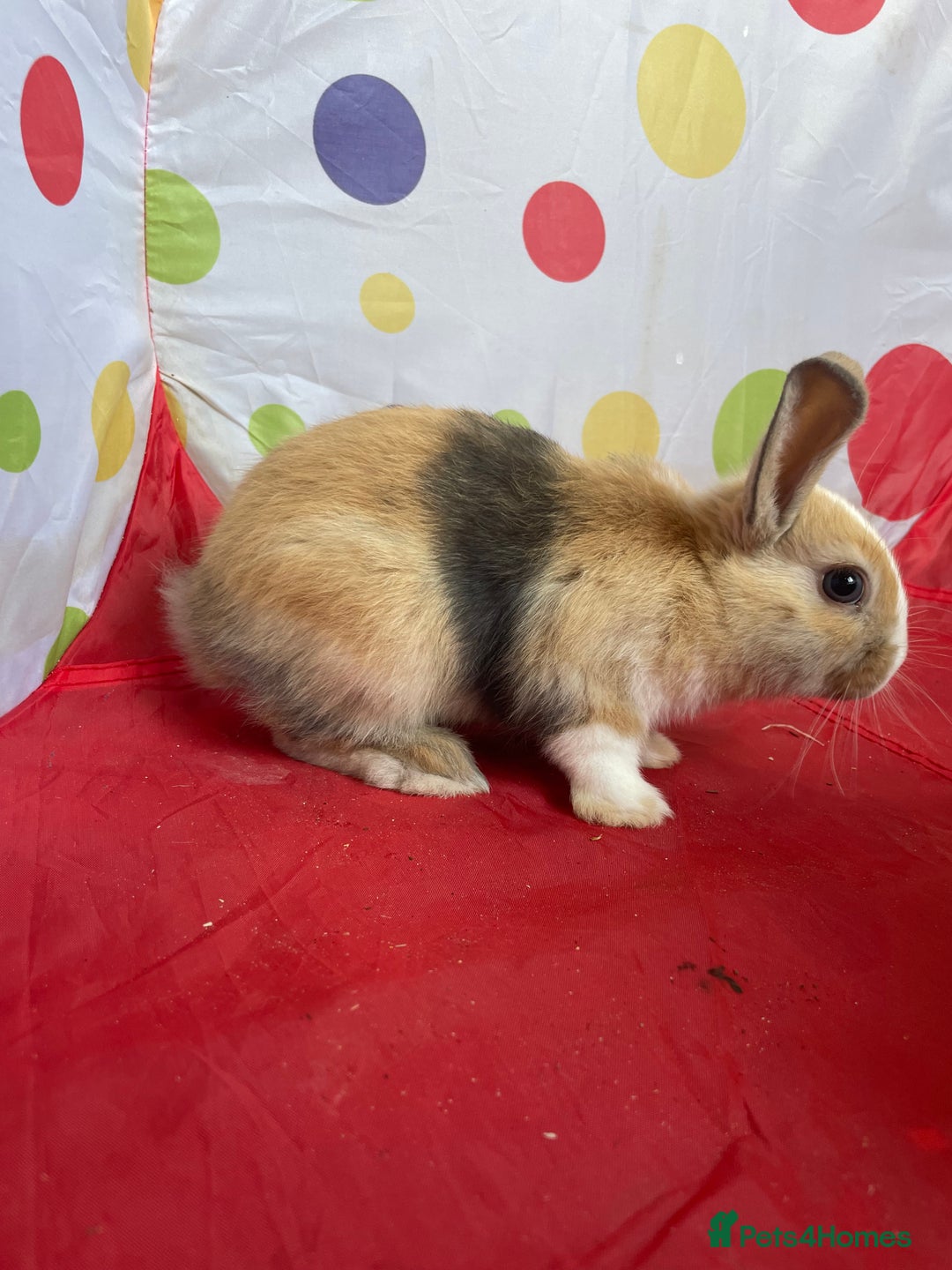 French Lop rabbits for sale: French lop mixed baby rabbits ready to go - Image 5
