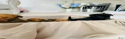 Patterjack dogs for sale: Beautiful patterjack puppies  - Advert 9