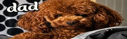 Labradoodle dogs for sale: F1B miniature labradoodle  - Advert 11