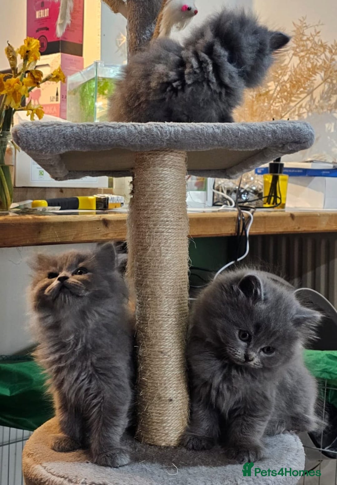 British Longhair cats for sale: Gorgeous Blue British longhair kittens - Image 18