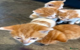 Mixed Breed cats for sale: Home Reared Kittens - Image 4