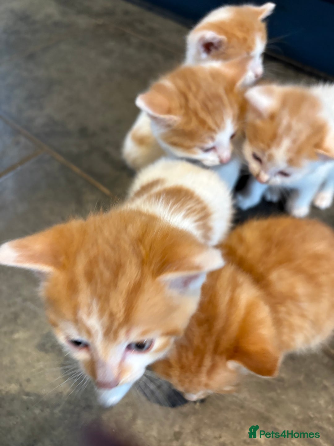 Mixed Breed cats for sale: Home Reared Kittens - Image 4