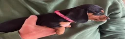 Miniature Dachshund dogs for sale: Beautiful miniature Dachunds - Advert 17