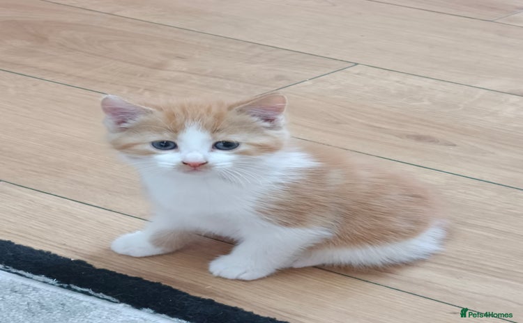 Mixed Breed cats - Advert 2