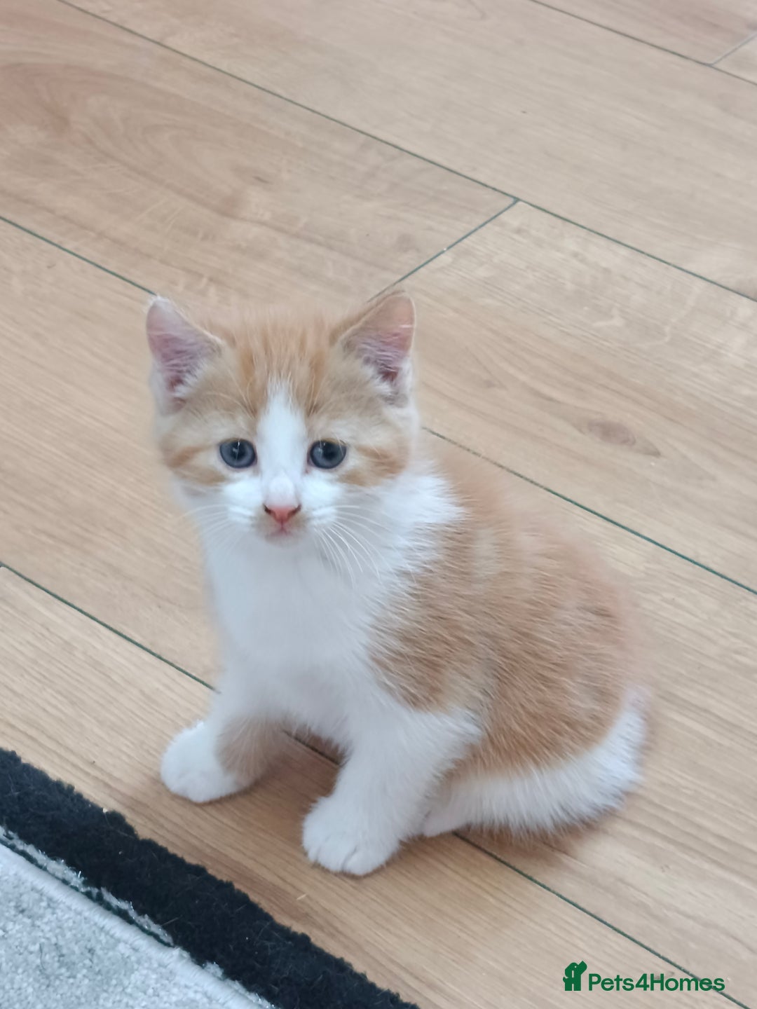 Mixed Breed cats for sale: 8 weeks old beautiful kittens - Image 1