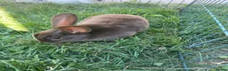Rex rabbits for sale: Red mixed bunnies  - Advert 4