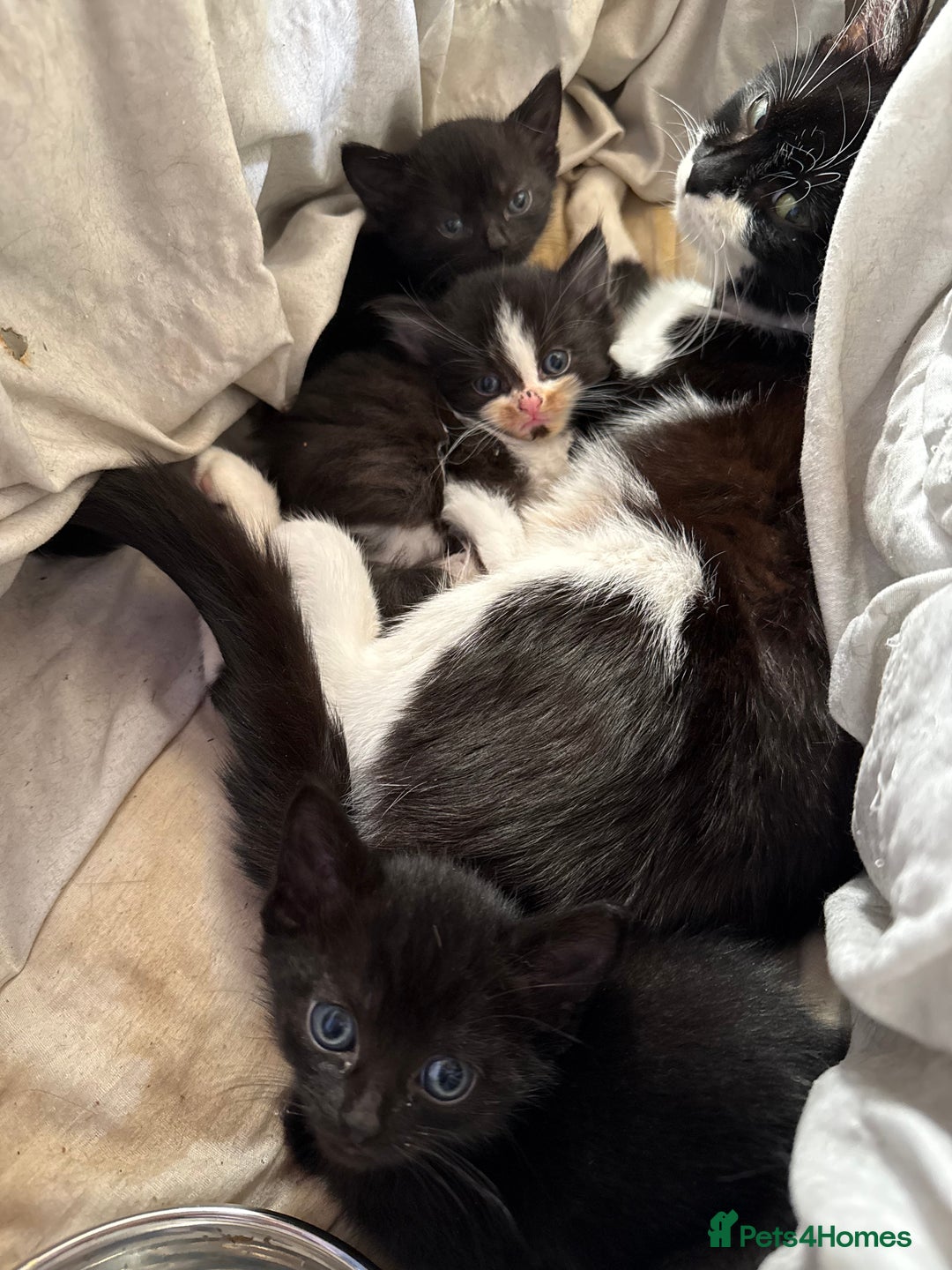 Mixed Breed cats for sale: 4 kittens available - Image 2