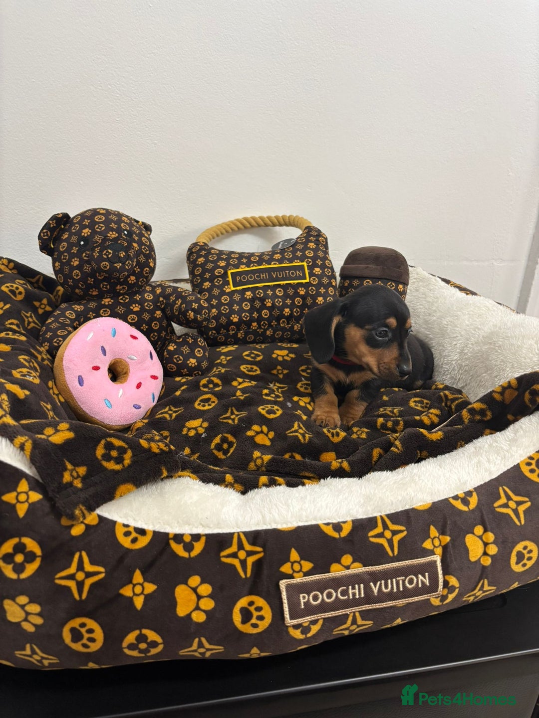 Miniature Dachshund dogs for sale: beautiful miniature dachshund puppies available  - Advert 18