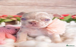 French Bulldog dogs for sale: Kc registered new shade french bulldogs - Image 12