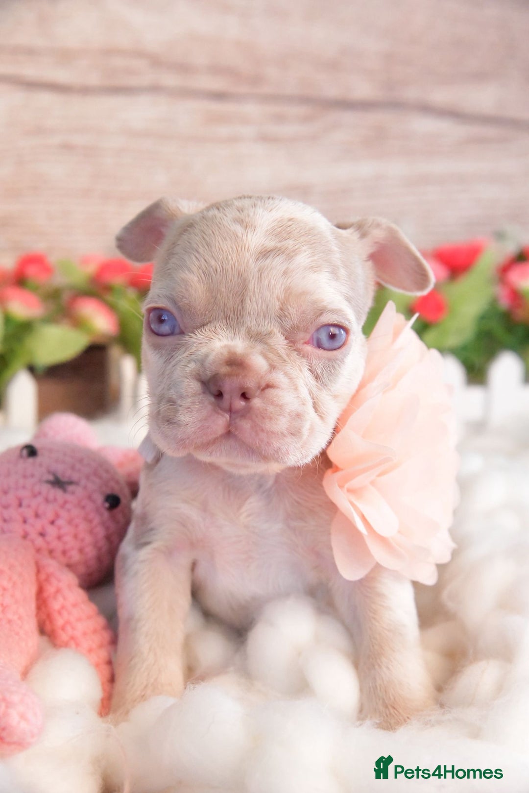French Bulldog dogs for sale: Kc registered new shade french bulldogs - Image 12