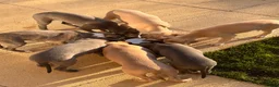 Whippet dogs for sale: KC Registered Whippets  in Huntingdon - Advert 3