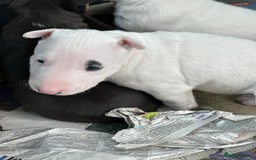 English Bull Terrier dogs for sale: English Bull Terriers Champion Bloodlines  - Image 14