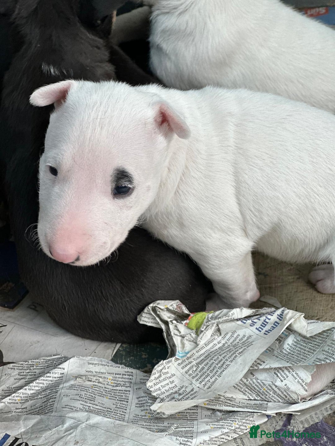English Bull Terrier dogs for sale: English Bull Terriers Champion Bloodlines  - Image 14